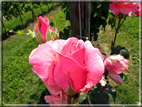 foto Rose